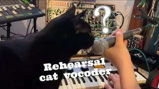 Rehearsal Cat × Vocoder