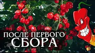 Что осталось в теплице? Сорта - разочарования сезона.