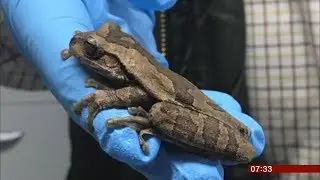 Tree frog found in bananas (fun story) (UK/(Costa Rica)) - BBC News - 15th May 2019
