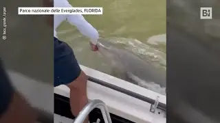 Pescatore infila la mano in acqua, ma spunta uno squalo