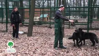 Чёрный канадский волк