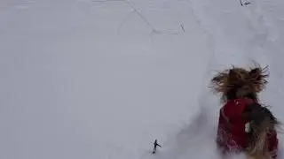 Мои мальчики на прогулке! #зима2018