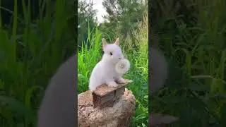 The accelerated version of the rabbit eating dandelions. Cute pet debut plan. Rabbit. Pastoral c