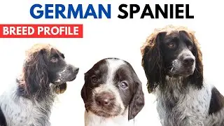 German Spaniel Dog Breed Profile History - Price - Traits - German Spaniel Dog Grooming Needs