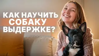 Как научить собаку оставаться на месте по команде? Обучаем собаку выдержке