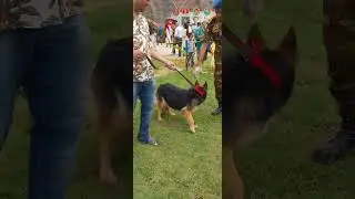 Army Dog | Play with dog