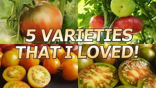 TOMATOES, 5 VARIETIES THAT I LOVED!