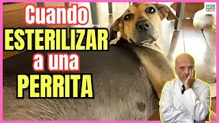 💝 ¿CUANDO ESTERILIZAR A UNA PERRA? RESPONDO A TODAS LAS OPINIONES 💝