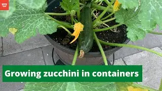 Growing zucchini in containers