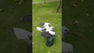 #animals