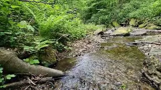 Приятный звук ручья и пение птиц в лесу для нервов, отдыха и сна. Звуки природы чтобы расслабиться.