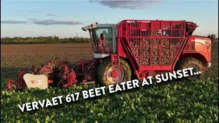 4Kᵁᴴᴰ Oct 2024: Vervaet 617 Beet Eater working at sunset in Suffolk + Massey Ferguson 7720 S Dyna 6