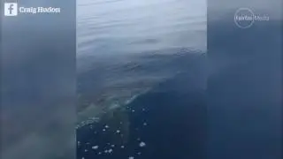 Fisherman Craig Hudson films a close encounter with a 'massive' shark 15 kilometres off Busselton.