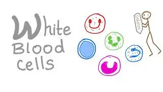 White Blood Cells (WBCs) - Your body’s Defense - Hematology