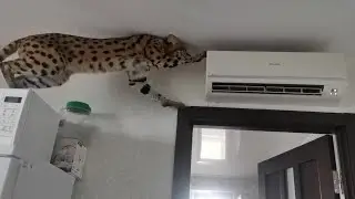 Serval - climber