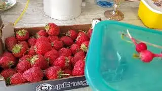 К нам пришли гости ! Заморозили свежую клубнику
