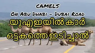 Camels On Dubai Road| Fines If Car Hits Camels #abudhabidriving #camels