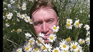 Мишель Веер- В ромашках! Душевно...