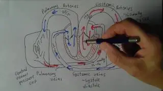 Cardiovascular Diseases 1, Normal physiology and pulmonary arterial hypertension