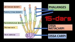 QO'LNING PANJA SUYAKLARI //  KAFT SUYAGI // KAFT USTI SUYAGI // BARMOQ SUYAKLARI // OSSA MANUS