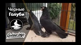 ЧЕРНЫЕ ДВУХЧУБЫЕ ГОЛУБИ / PIGEONS / TAUBE #Gulsarinfo©