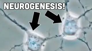 3 Evidence Based WAYS to FORM NEW BRAIN CELLS 🧠🌱