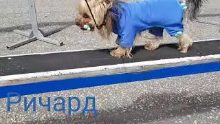 Смелый РИЧАРД!
