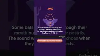 How Do Bats Navigate The Dark? 