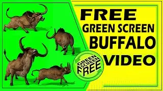 buffalo | buffalo new York | cape buffalo | wild buffalo | buffalo bison | green screen buffalo