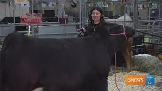 8th grade Haas Middle School student continues tradition of working with cattle