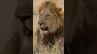 Baby lions with family 🦁 Bébés lions en famille