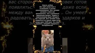 Какие отношения вас ждут#shorts#tiktok#расклад#шортс#таро#гадание