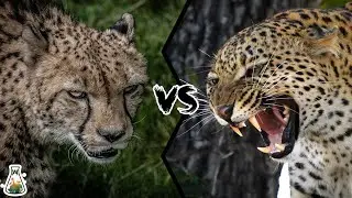 Cheetah VS Leopard - Who Would Win?