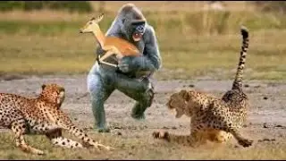 قرد ينقذ غزال صغير من هجمات الفهد الصياد // سبحان الله