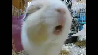 Screaming guinea pig