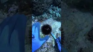 Когда встал с той ноги 🦶 sea ​​urchin