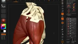 Anatomy Figure In ZBrush 4R2b