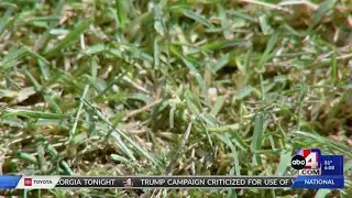 Could Bermuda grass be the grass of Utah future?