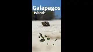 The Galápagos Islands