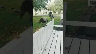 crow Matriarch