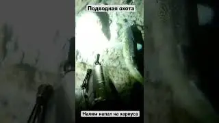 Налим напал на хариуса и получил по заслугам