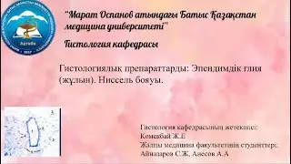 Гистологиялық препараттарды: Эпендимдік глия (жұлын). Ниссель бояуы.