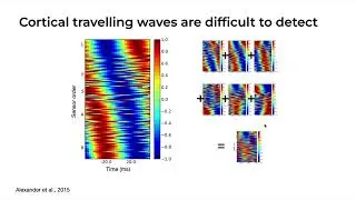 Understanding Principles of Cortical Travelling Waves - Dominik Koller MSc.
