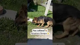 Потерялась собака бегает на хуторе 