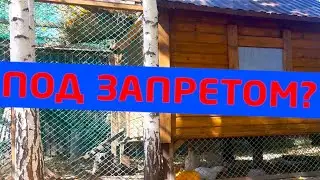 Запрет кур на даче? Постановление запрещает. Теперь платить штраф?