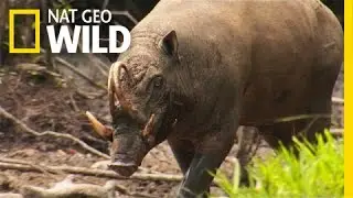 The Bizarre Pig Deer | Wild Indonesia