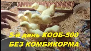 5-й день КООБ-500 и 26-й день Мастер Грей