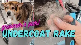 BEST undercoat rake // DESHEDDING TOOL TEST // Don't waste your money!