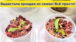 Уже результат: ВЫРАСТИТЬ ОРХИДЕИ ИЗ СЕМЯН