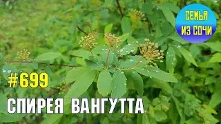 Спирея | Жизнь на Юге